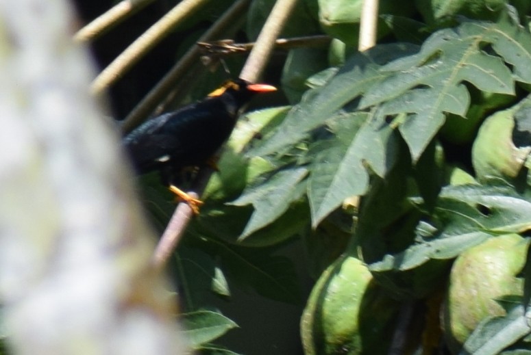 Southern Hill Myna - ML646342919
