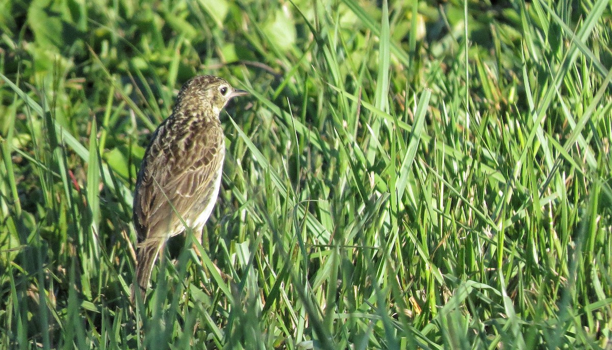 Yellowish Pipit - ML646342920