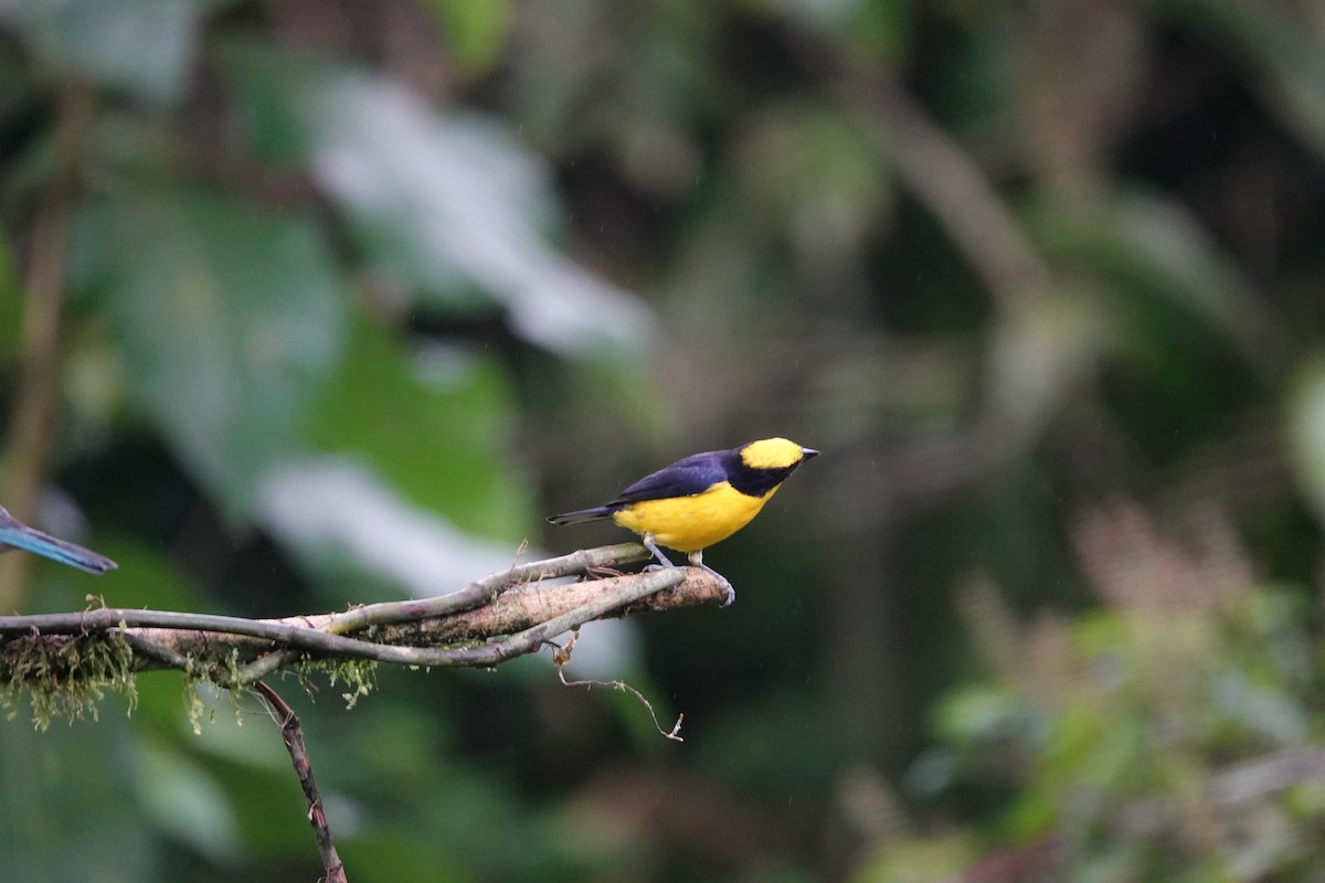 Thick-billed Euphonia - ML646342922