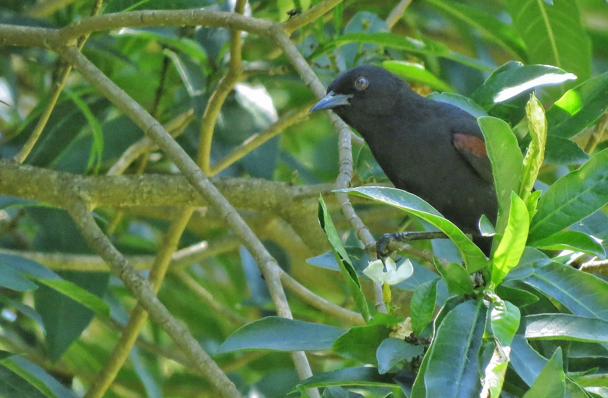 Variable Oriole - ML646342935