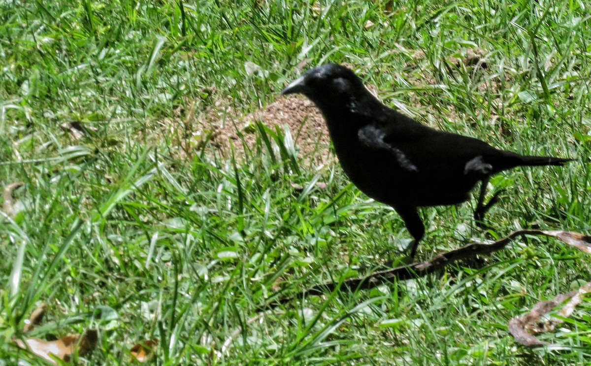 Chopi Blackbird - ML646342941