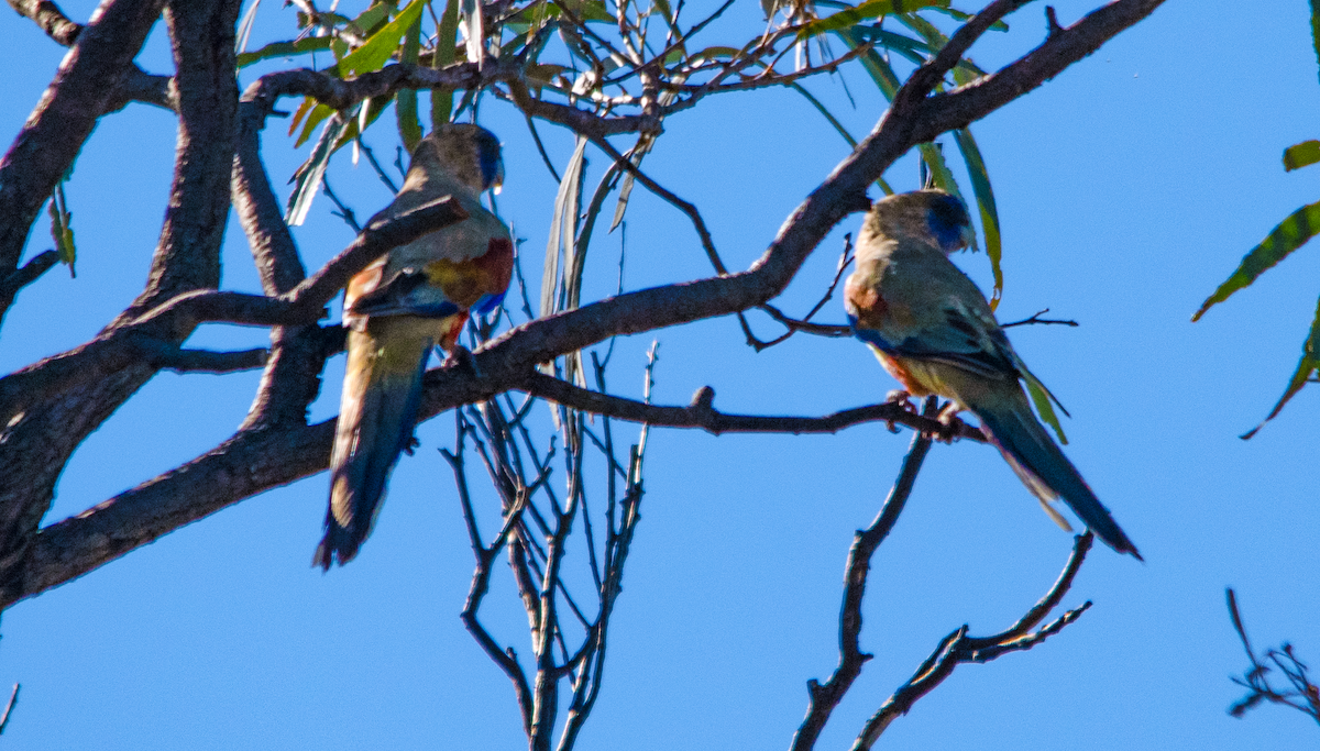 Greater Bluebonnet - ML646342942