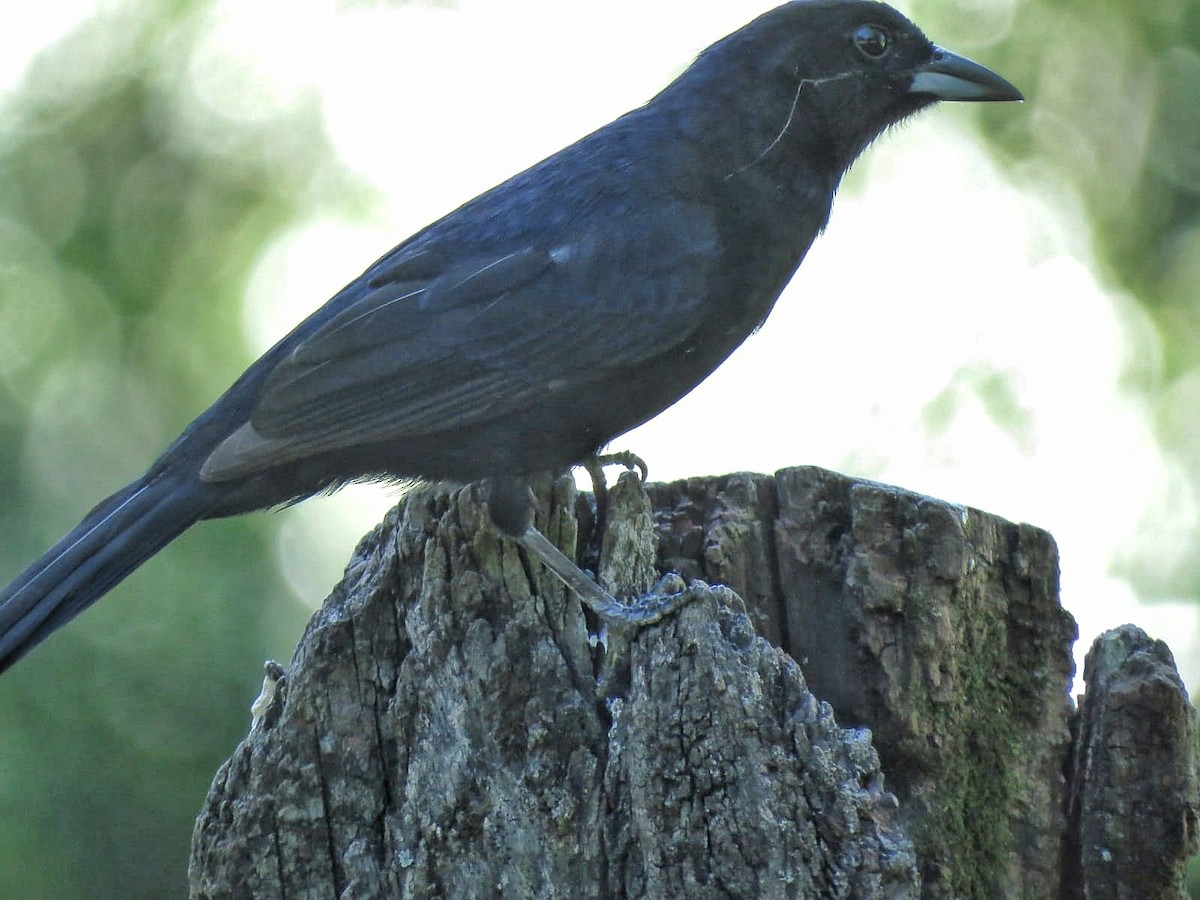 White-lined Tanager - ML646342946