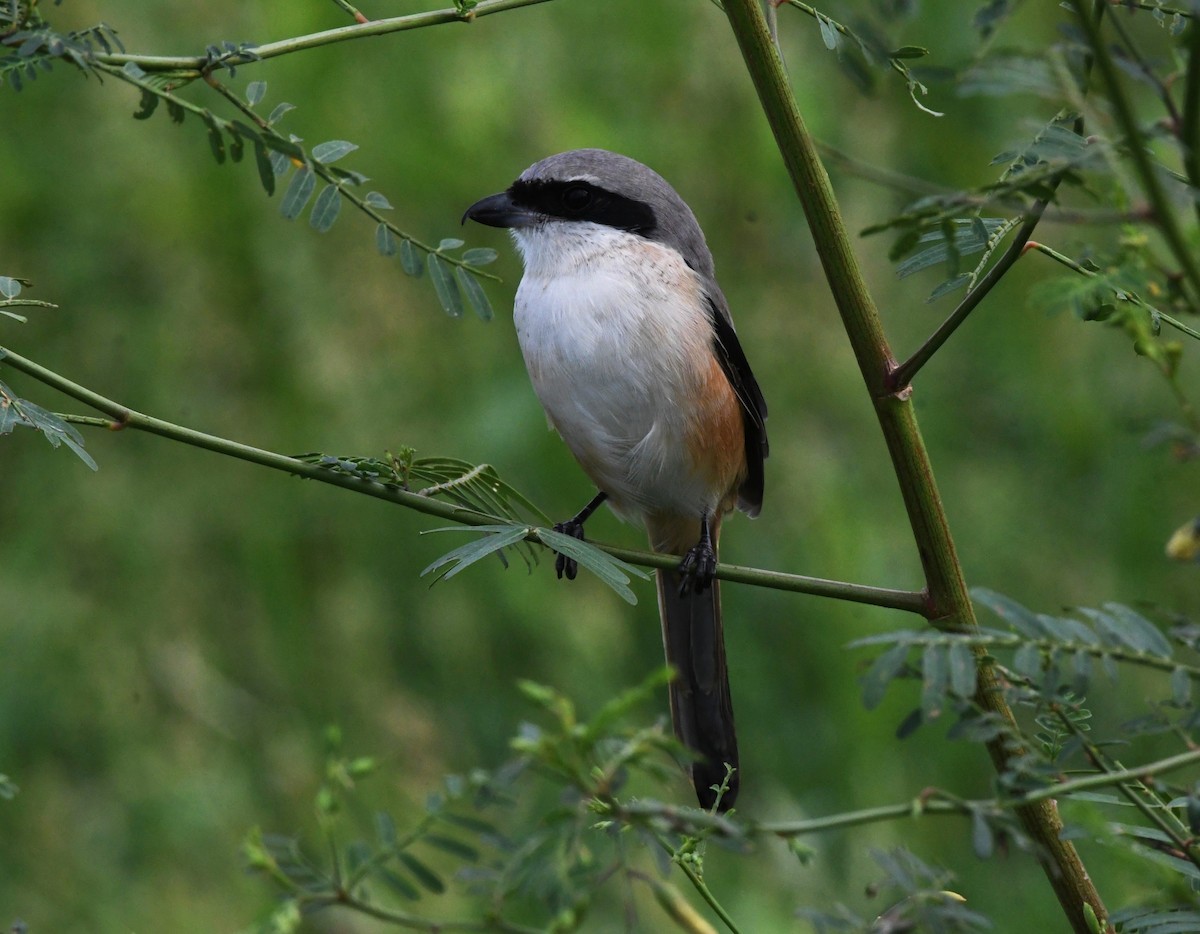 Long-tailed Shrike - ML646342947