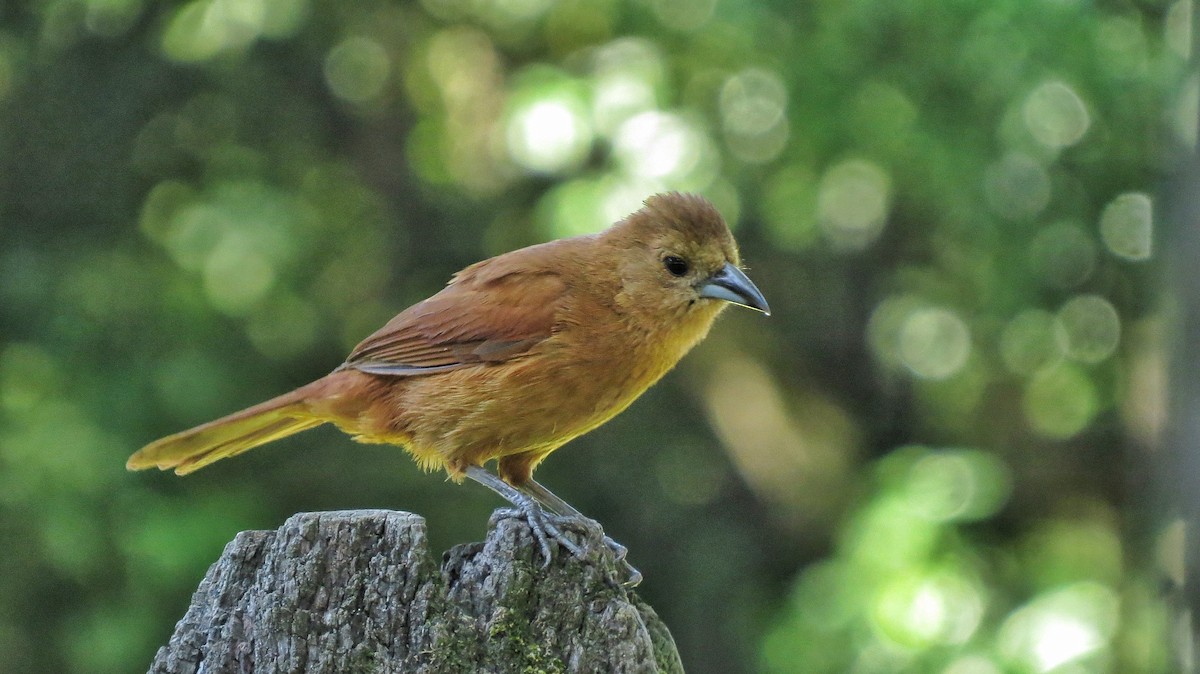 White-lined Tanager - ML646342960