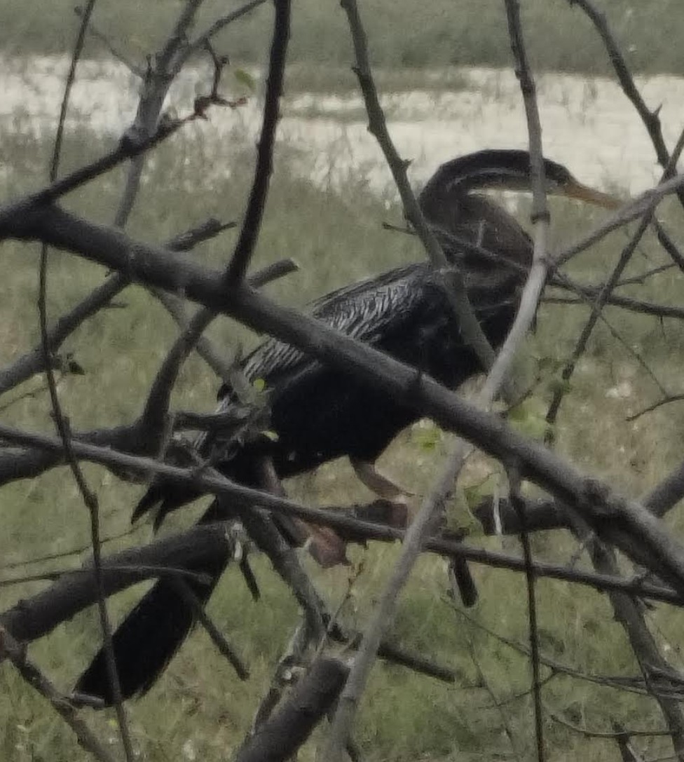 Orient-Schlangenhalsvogel - ML646342961