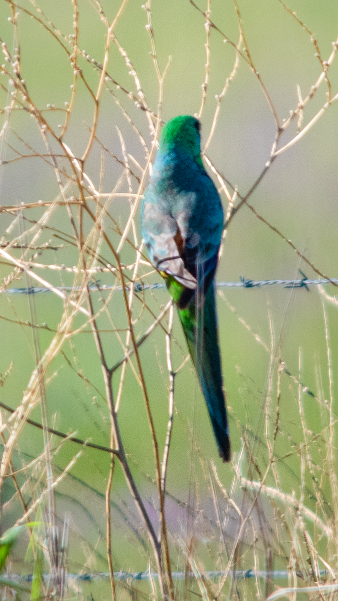 Red-rumped Parrot - ML646342970
