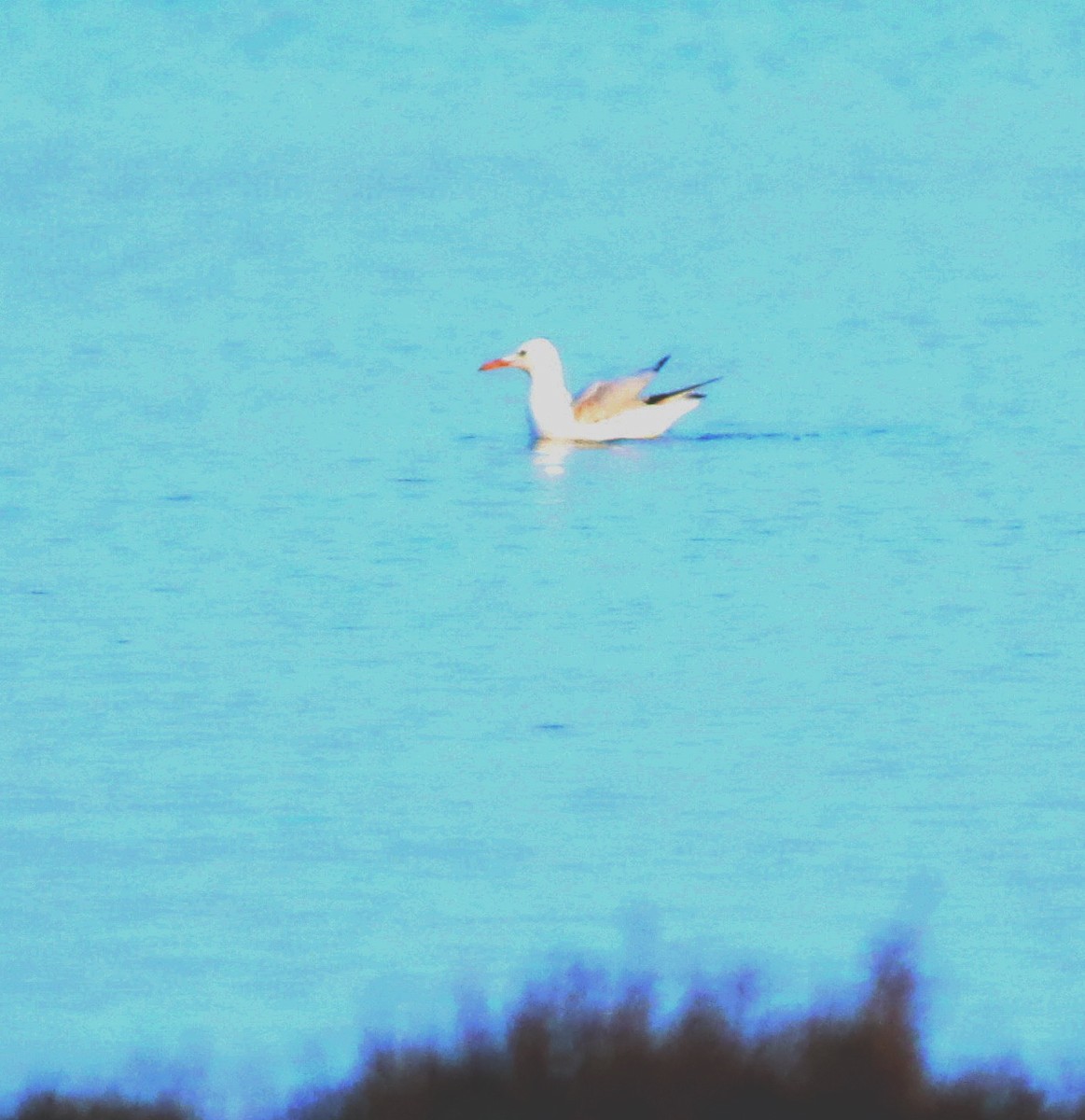 Морской голубок - ML646342984