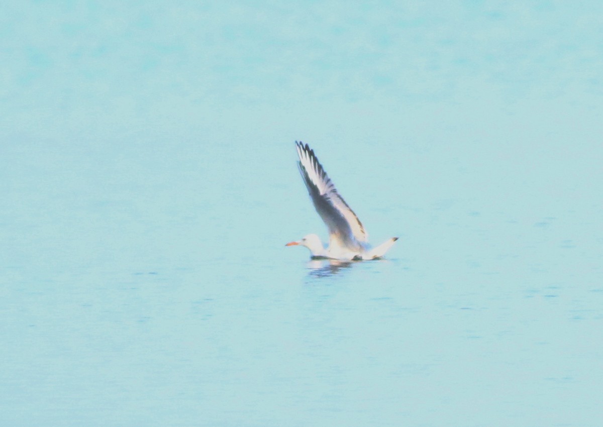 Морской голубок - ML646342985