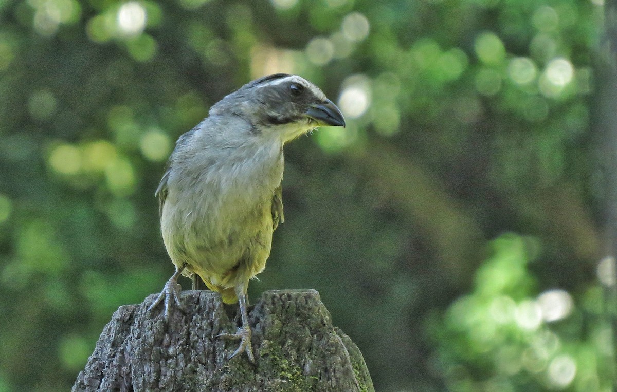 Green-winged Saltator - ML646342987