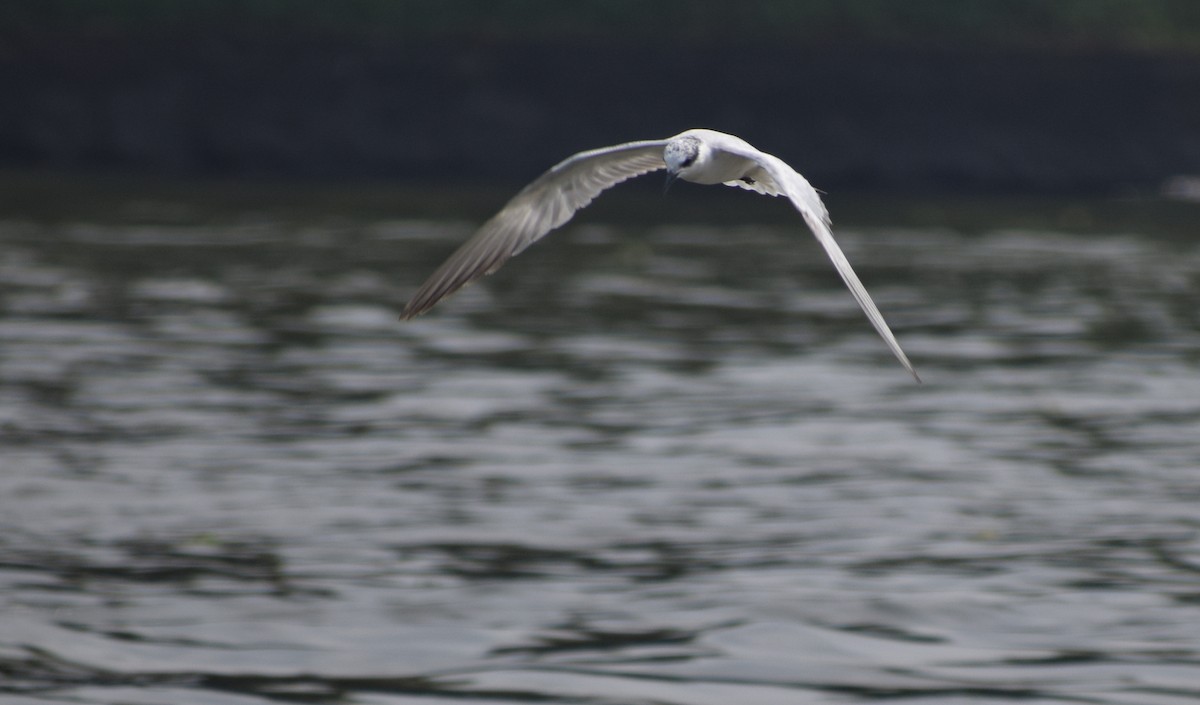 Gull-billed Tern - ML646342989