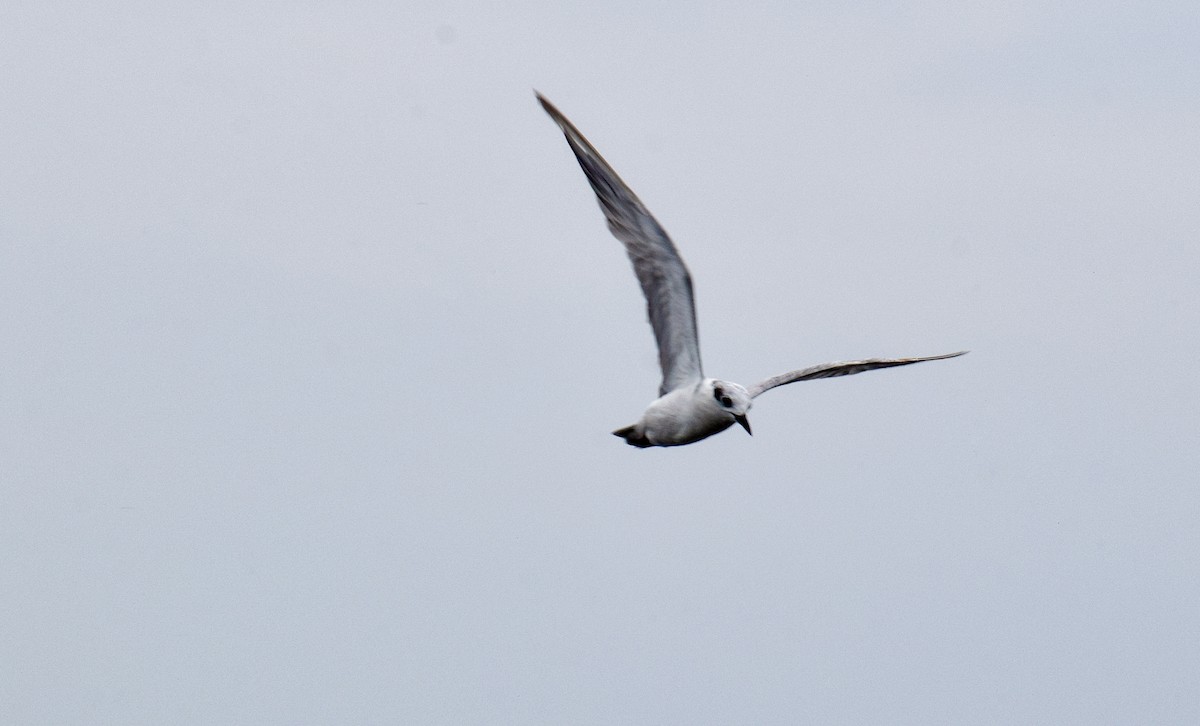 Gull-billed Tern - ML646342990