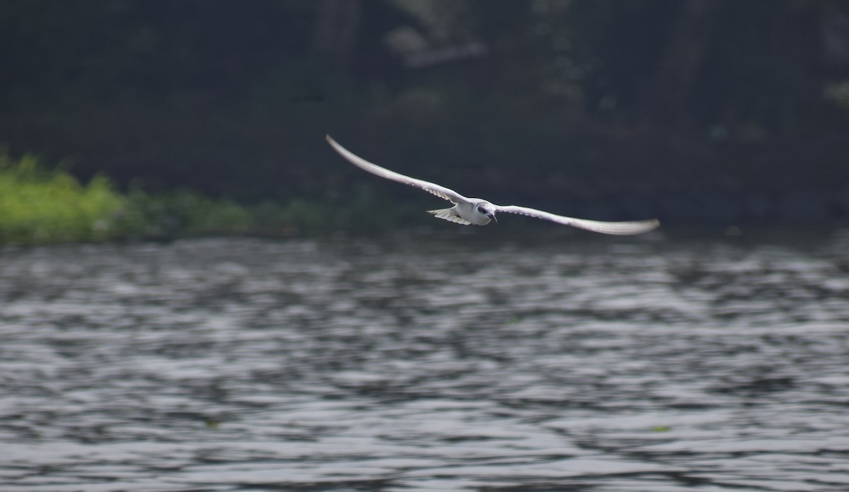 Gull-billed Tern - ML646342991