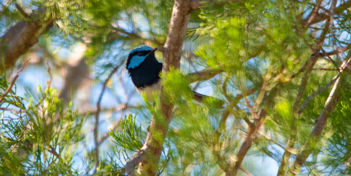 Superb Fairywren - ML646343005