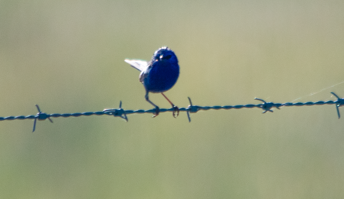 White-winged Fairywren - ML646343010