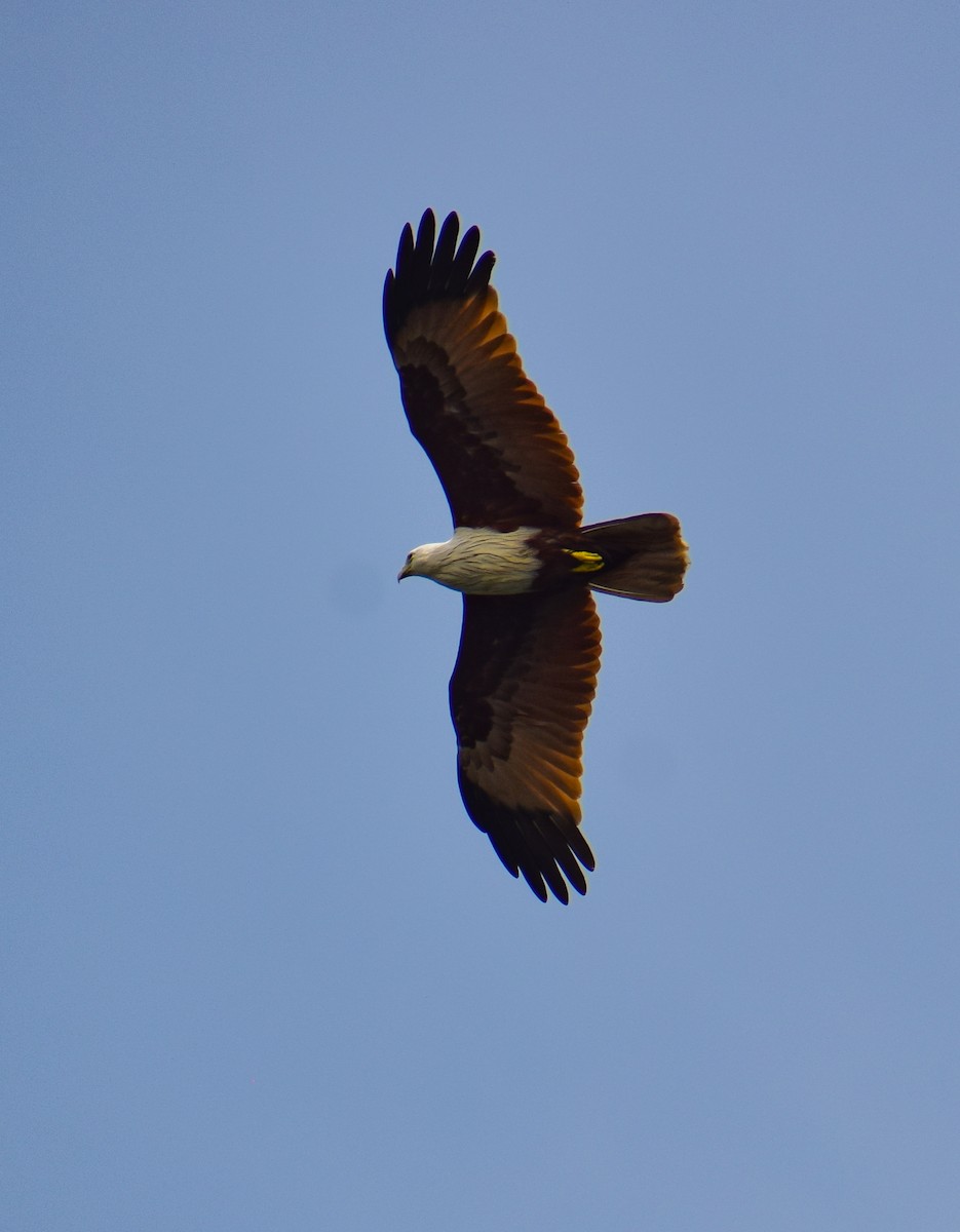 Brahminy Kite - ML646343011