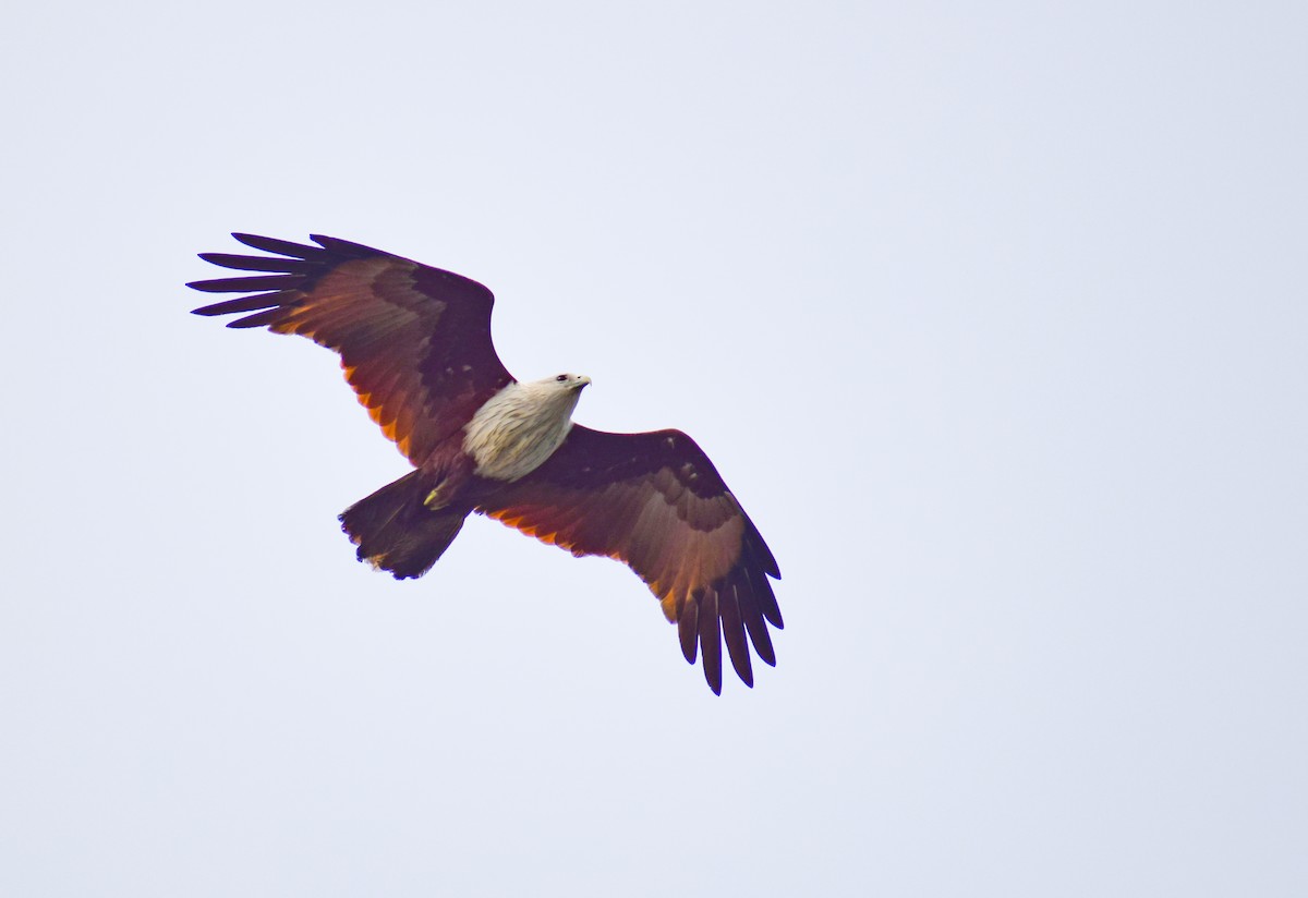 Brahminy Kite - ML646343012