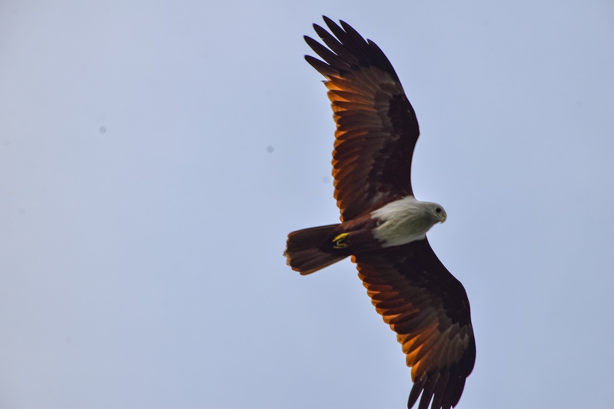 Brahminy Kite - ML646343013