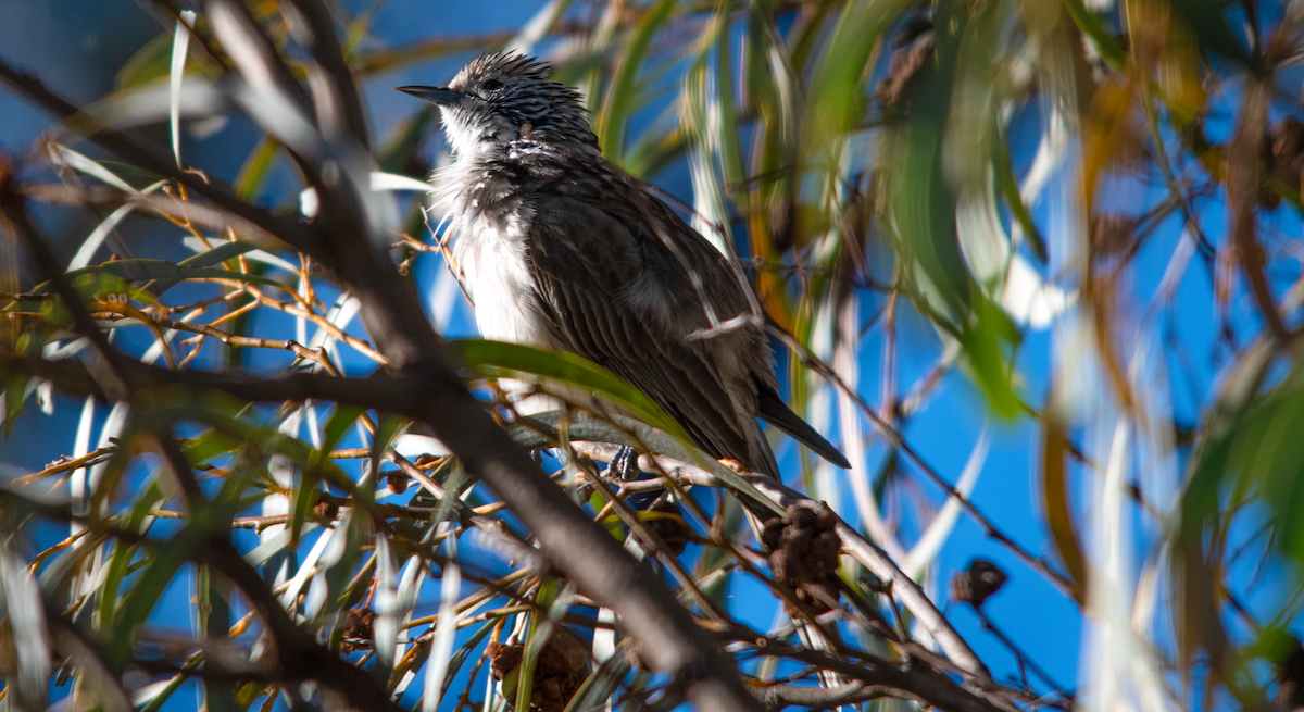 Striped Honeyeater - ML646343021