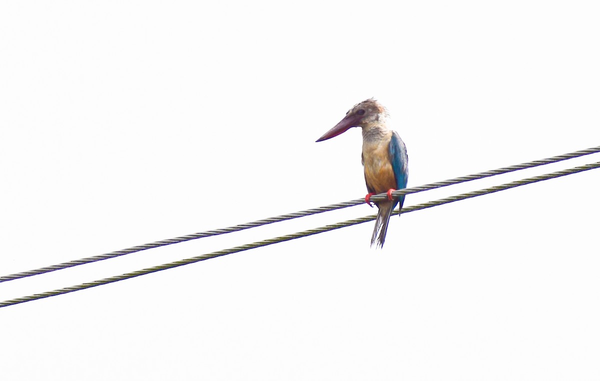 Stork-billed Kingfisher - ML646343023