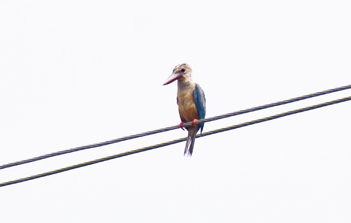 Stork-billed Kingfisher - ML646343025