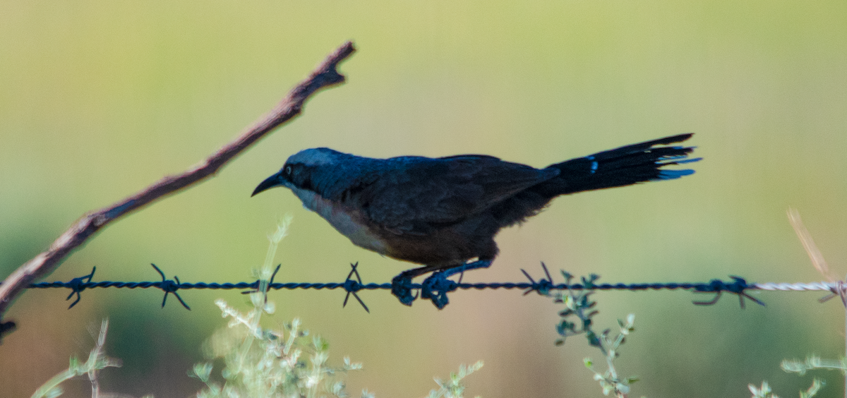 Gray-crowned Babbler - ML646343032