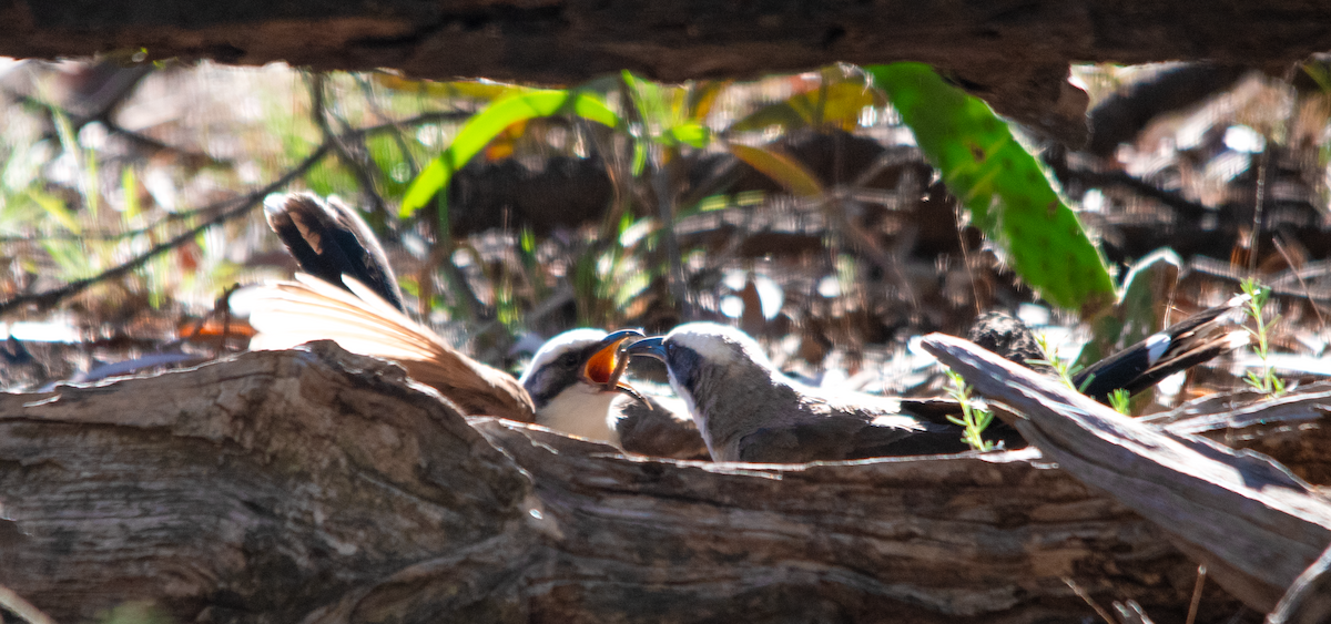 Gray-crowned Babbler - ML646343033