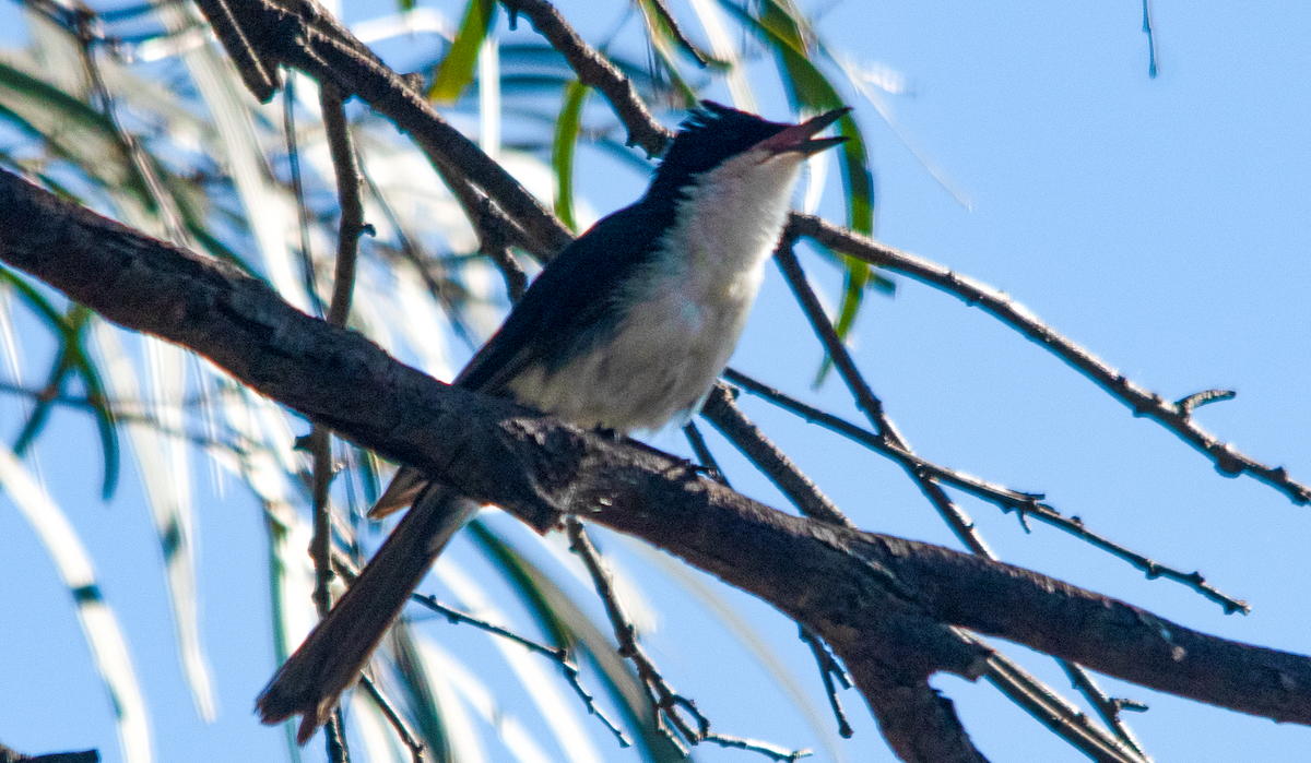 Restless Flycatcher - ML646343041