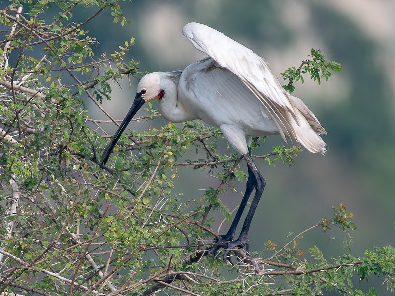 Eurasian Spoonbill - ML646343049