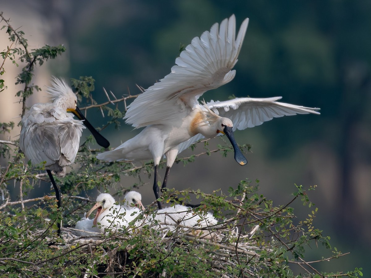 Eurasian Spoonbill - ML646343051