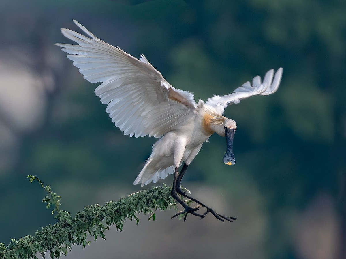 Eurasian Spoonbill - ML646343054