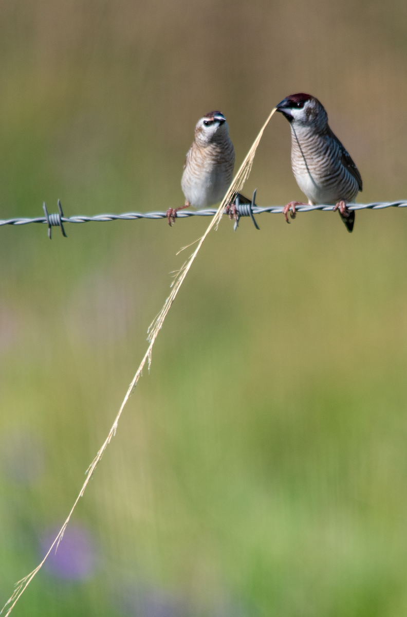 Plum-headed Finch - ML646343069