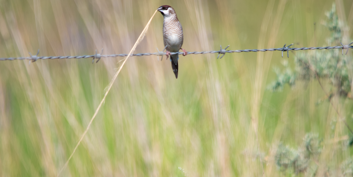 Plum-headed Finch - ML646343070