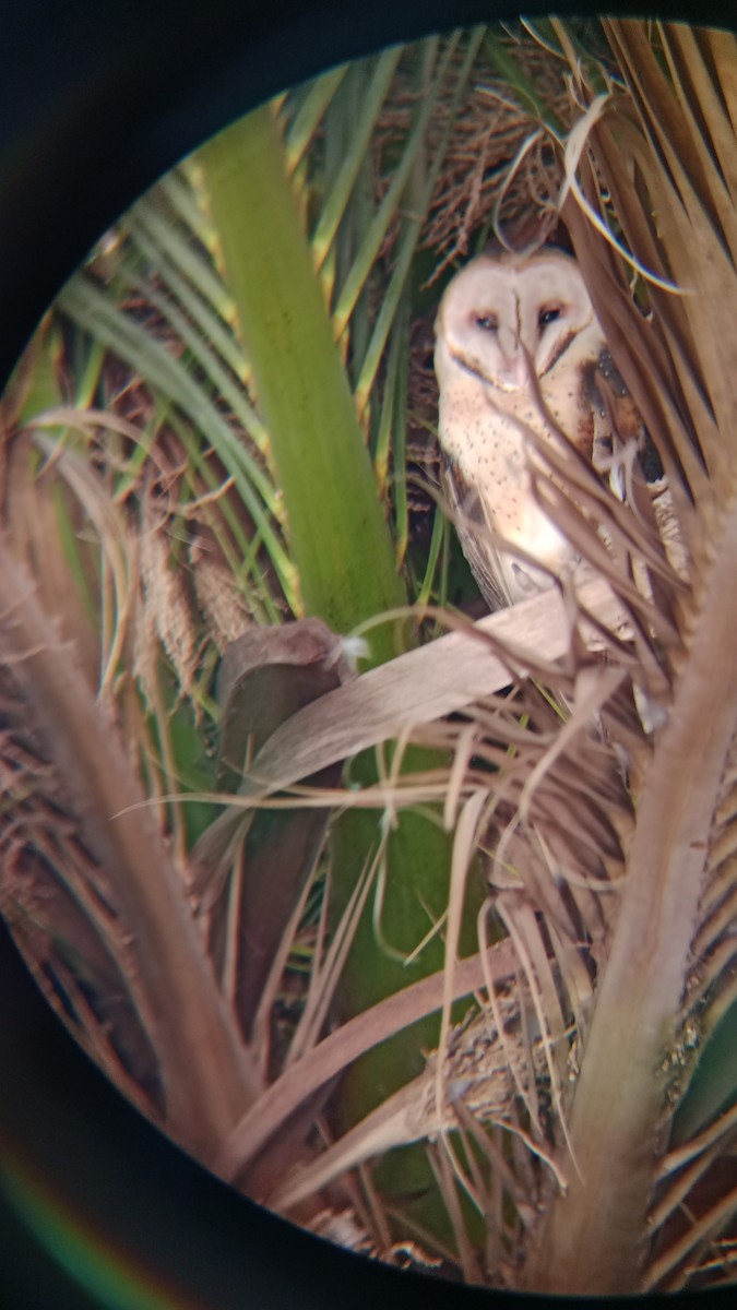 American Barn Owl - ML646343071