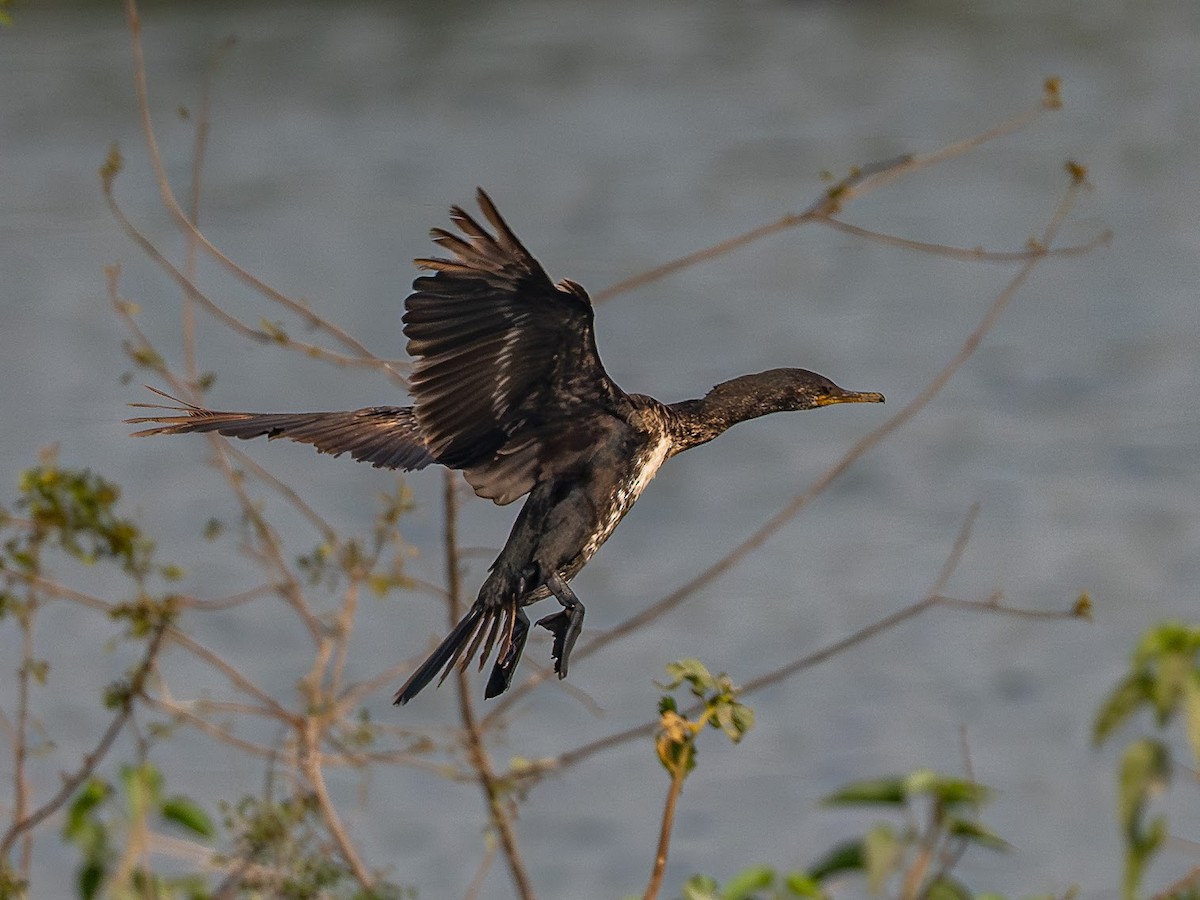 Indian Cormorant - ML646343073