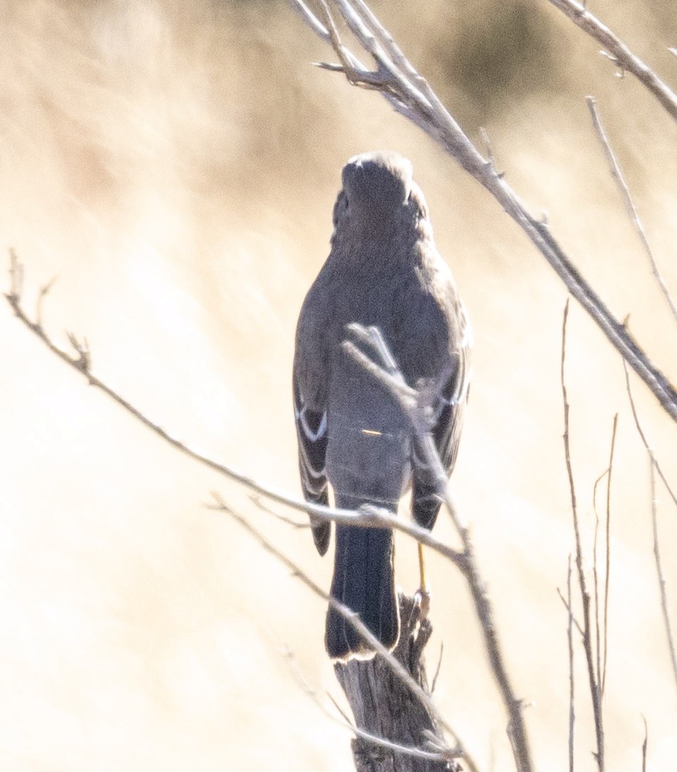 Sage Thrasher - ML646343079