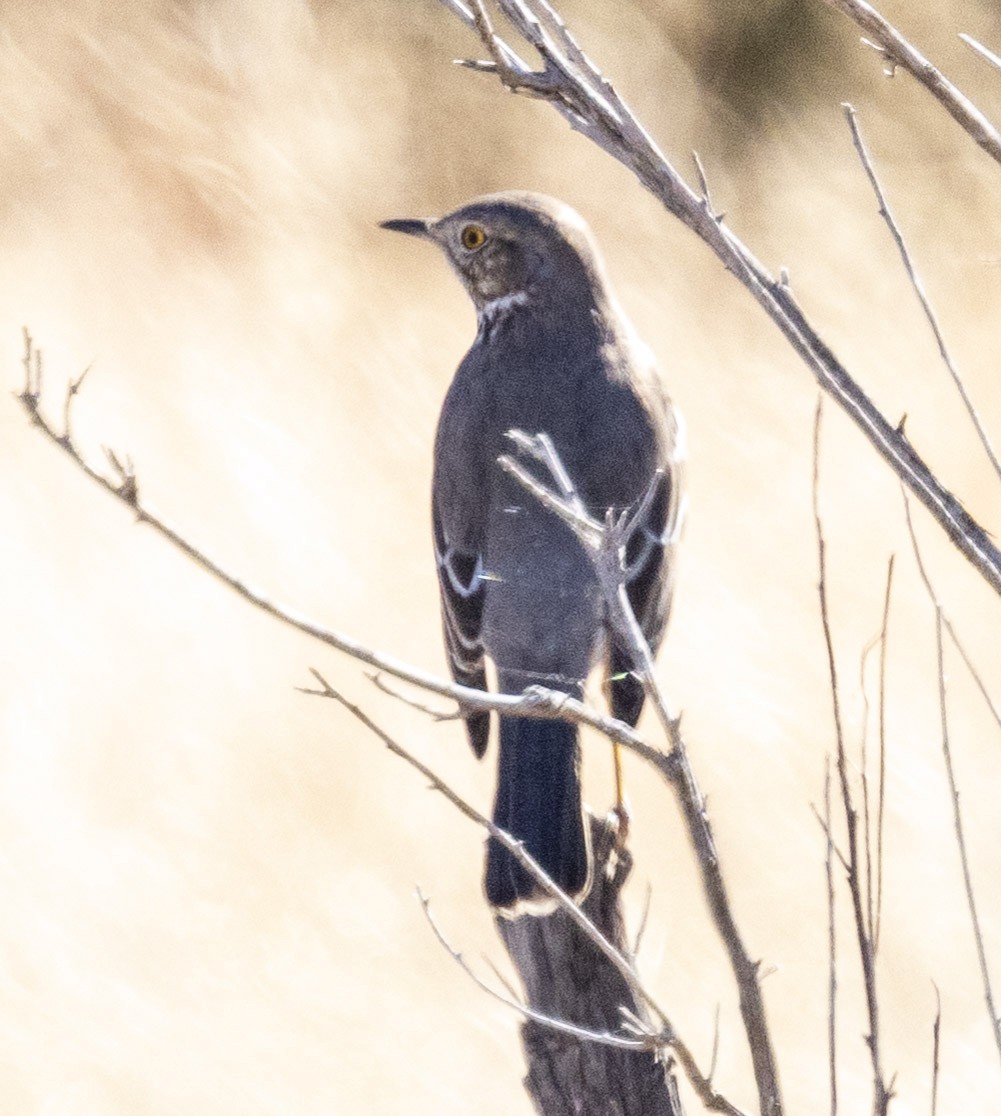 Sage Thrasher - ML646343080
