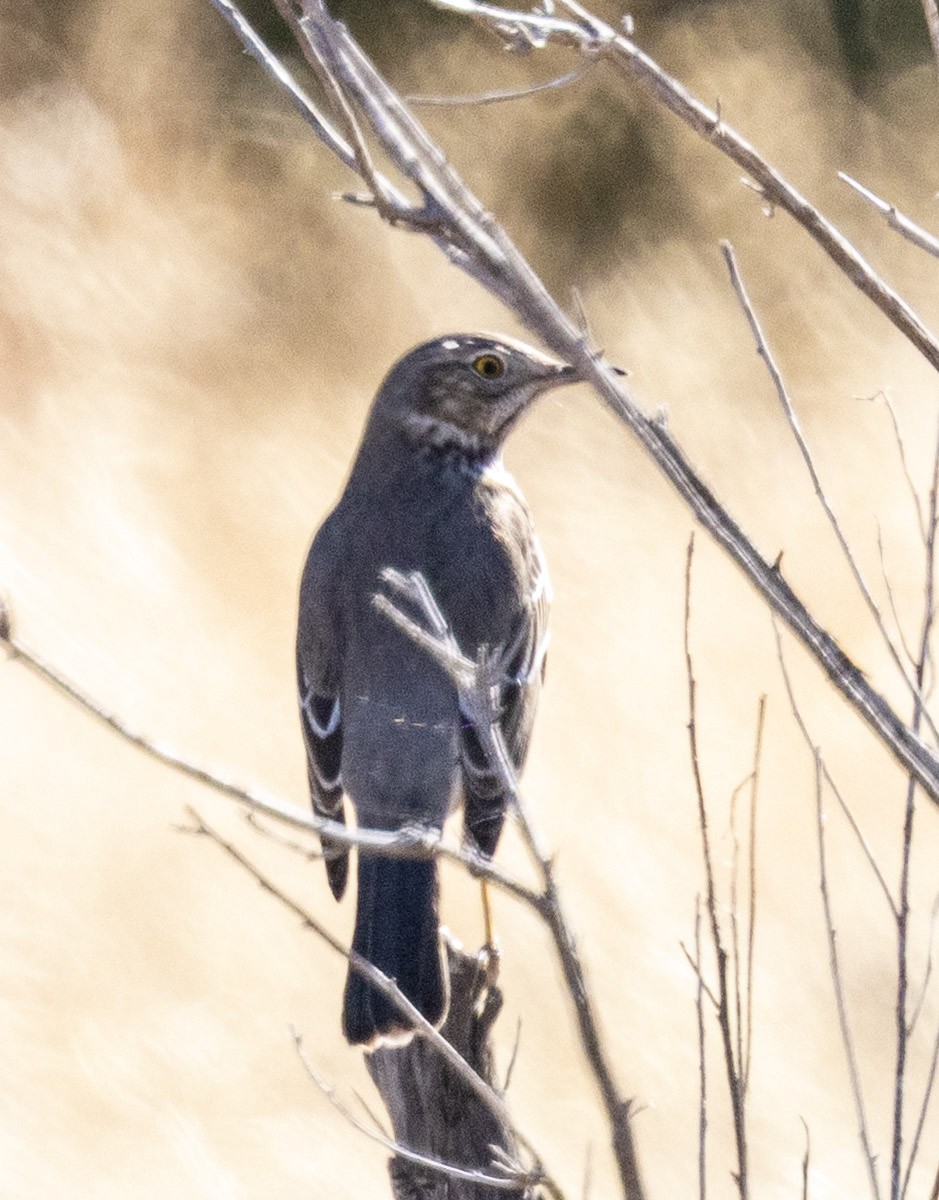 Sage Thrasher - ML646343081