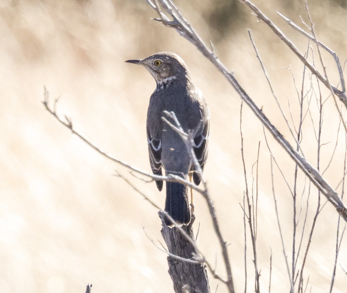 Sage Thrasher - ML646343082