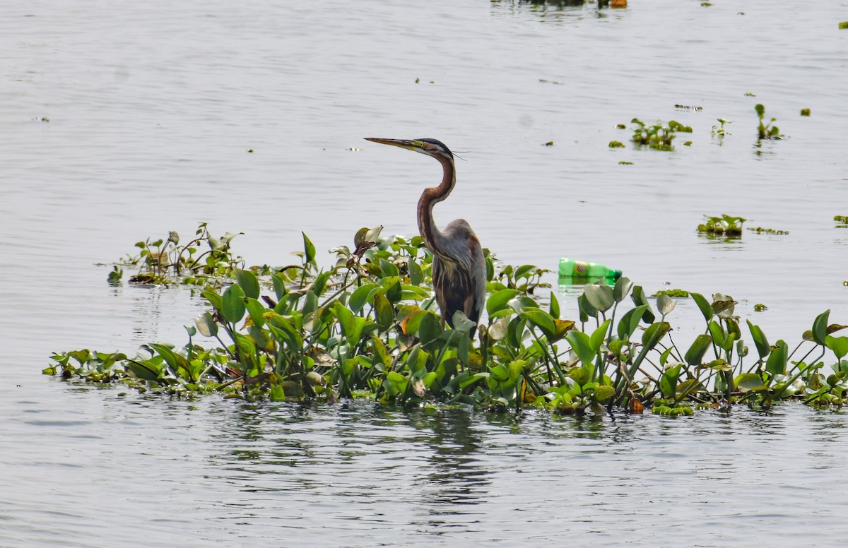 Purple Heron - ML646343088