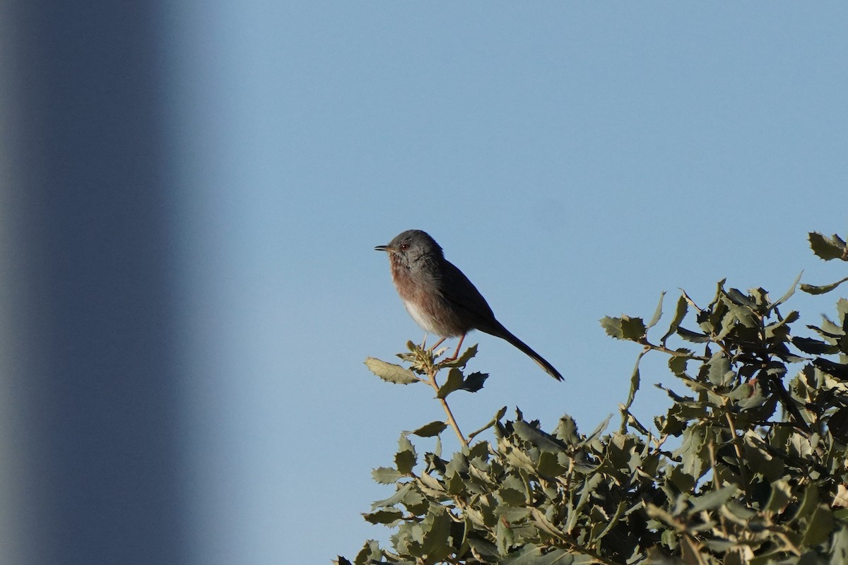 vinsanger - ML646343093