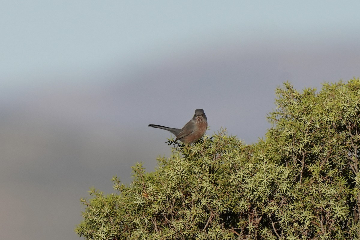 vinsanger - ML646343094