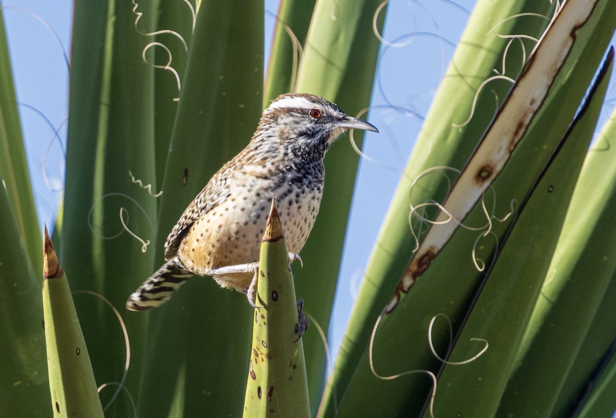 Cactus Wren - ML646343096
