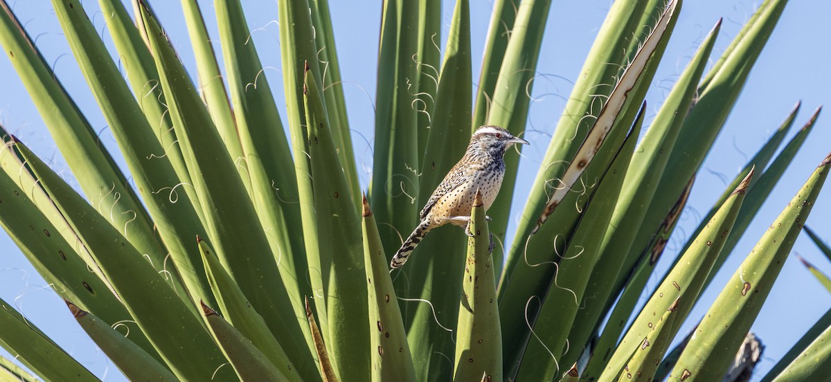 Cactus Wren - ML646343097