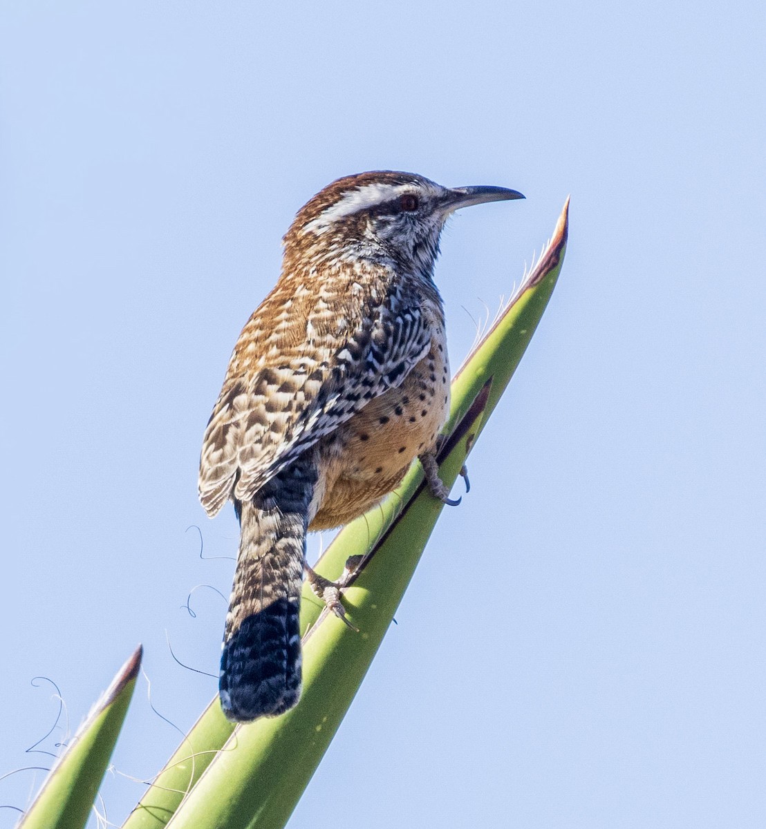 Cactus Wren - ML646343098