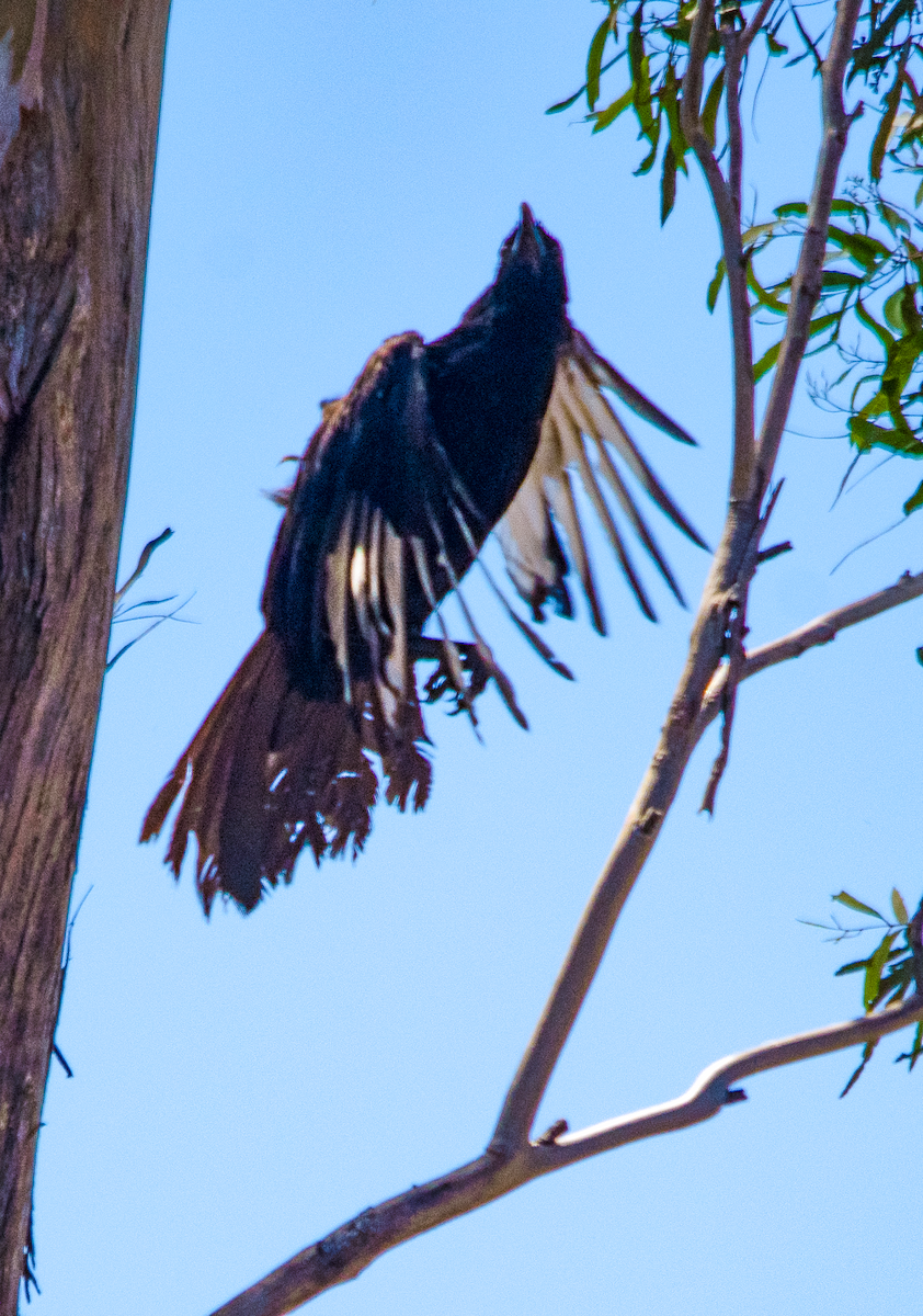 White-winged Chough - ML646343101
