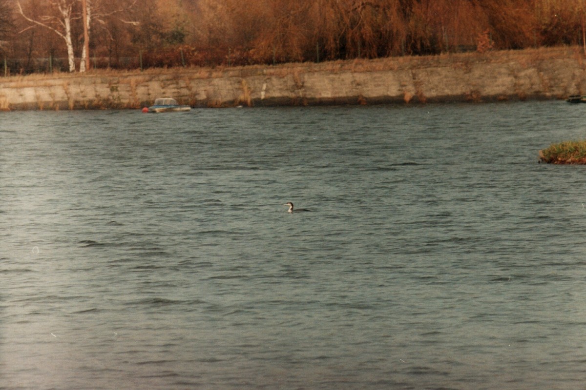 Strolaga maggiore - ML646343104