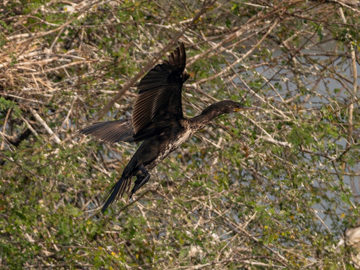 Indian Cormorant - ML646343106