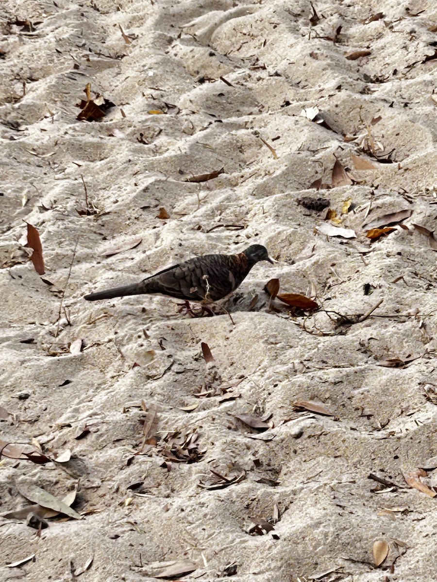 Bar-shouldered Dove - ML646343107