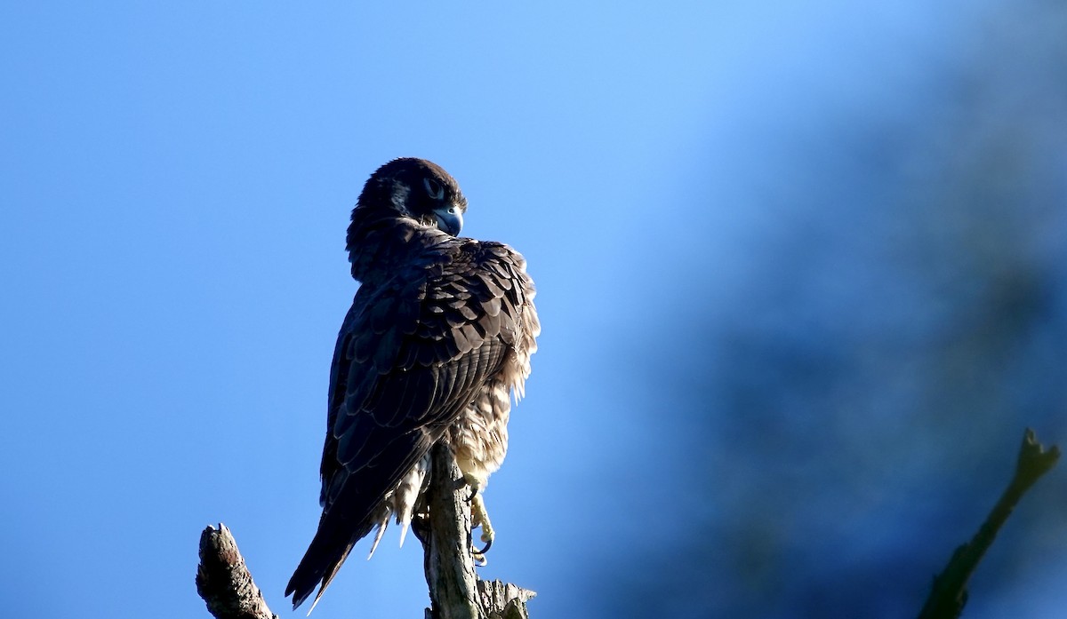 Peregrine Falcon - ML646343111